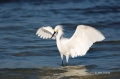 Snowy-Egret;Egret;Egretta-thula;Flight;Foraging;Feeding-Behavior;One;one-animal;